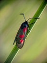 Five-spot Burnet moth, Zygaena trifolii, Devon, England. Profile.