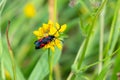 Five-spot Burnet moth Zygaena trifolii Royalty Free Stock Photo