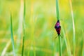 Five-spot burnet moths on grass leaf Royalty Free Stock Photo