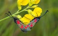 Five-spot Burnet moths, Zygaena trilolii, mating. Royalty Free Stock Photo