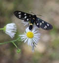 Five-spot burnet Zygaena trifolii