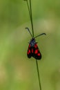 Five-Spot Burnet Zygaena trifolii