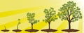 Five stages of growing maple tree on yellow background.