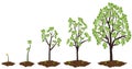 Five stages of growing money tree. Royalty Free Stock Photo