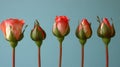 Five Stages Of Rose Bud Development And Bloom Royalty Free Stock Photo