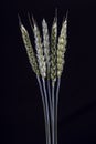 Five stems of wheat on a black background. Green raw wheat spikelets on a dark background Royalty Free Stock Photo