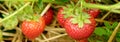 Five strawberry growing in a strawberry patch Royalty Free Stock Photo