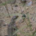 Five striped skink making eyes through blades of grass Royalty Free Stock Photo