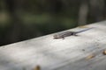 Five-Stripped Skink Royalty Free Stock Photo