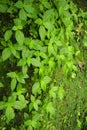 Lush and inviting plant life along the hiking trail at Viento Fresco Waterfalls in Costa Rica.