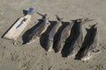 Five sturgeon in the sand and board for cutting.