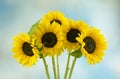 Five sunflowers on blue Royalty Free Stock Photo