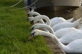 Five swans a feeding Royalty Free Stock Photo