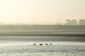 Five swans floating down a river on a misty autumn morning Royalty Free Stock Photo