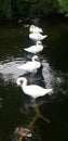 Five Swans in a Pond Royalty Free Stock Photo