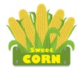 Five sweet corn is ripe with leaves isolated on a white background. Label. Vector