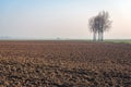 Tall bare trees at the edge of a field Royalty Free Stock Photo