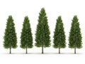 Five tall evergreen trees standing in a row Royalty Free Stock Photo