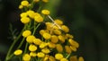 Five-toed finger-wing insect on tansy flowers