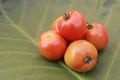 A bunch of red tomatoes on a green taro leaf background Royalty Free Stock Photo