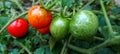 five tomatoes slightly wet from the raindrops Royalty Free Stock Photo