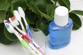 five toothbrushes in a glass cup and a mouthwash on the dressing table against the background of a houseplant Royalty Free Stock Photo