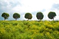 Five trees Royalty Free Stock Photo