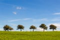 Five trees on a row Royalty Free Stock Photo