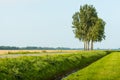 Five trees in a row against the blue sky Royalty Free Stock Photo