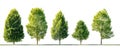 The five trees showcasing natural growth patterns against a white background. AI generated image Royalty Free Stock Photo