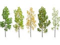 Five trees showing different seasons of foliage Royalty Free Stock Photo