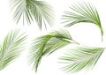 five tropical palm leaves