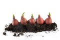 Five tulip bulbs with sprouts growing in potting soil isolated w Royalty Free Stock Photo