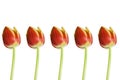 Five tulips