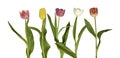 Five tulips of different colours Royalty Free Stock Photo