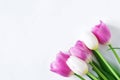 Five tulips of white and pink color on a white background with place for text. Abstract background for design.