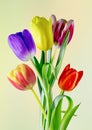 Five tulips on yellow