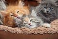 Five Two-weeks-old crossbreed kittens with barely opened eyes sit in fur basket. Pet adoption, animal care. Royalty Free Stock Photo