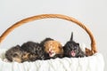 Five Two-weeks-old crossbreed kittens with barely opened eyes sit in pink wicker basket on white wool sweater. Pet Royalty Free Stock Photo