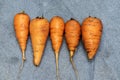 Five ugly carrots on a concrete background.