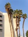 Five palms near hotels wall Royalty Free Stock Photo