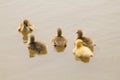 Five very small Greylag goslings swimming in a lake . Royalty Free Stock Photo