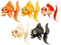 Five vibrant goldfish swimming together