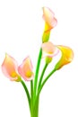Five vibrant light pink and yellow color calla lillies against whitebackground Royalty Free Stock Photo