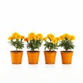 Vibrant Marigold Potted Flowers On White Background Royalty Free Stock Photo