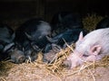 Sleeping Pile of Pigs Royalty Free Stock Photo