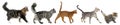 Five walking cats Royalty Free Stock Photo