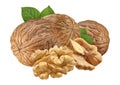 Walnut isolated closeup on white background with clipping path. Nut macro. Walnuts with leaf as package design element collection Royalty Free Stock Photo