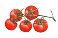 Five watercolor tomatoes on a branch