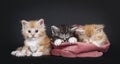 Five week old Maine Coon kittens on black background Royalty Free Stock Photo